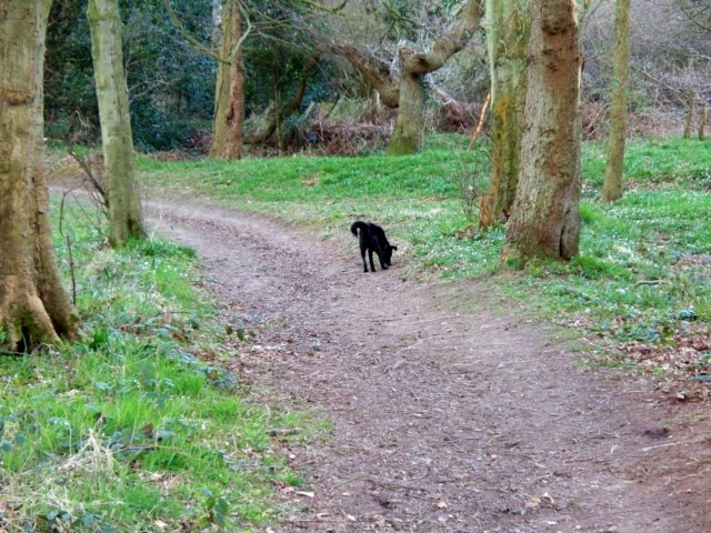 Sniffing in Raincliff woods